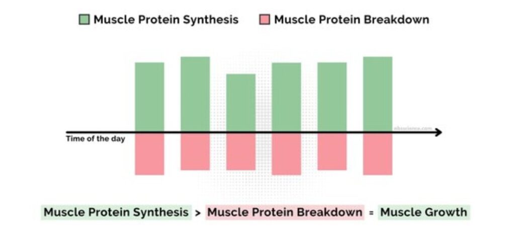 Muscle growth graph