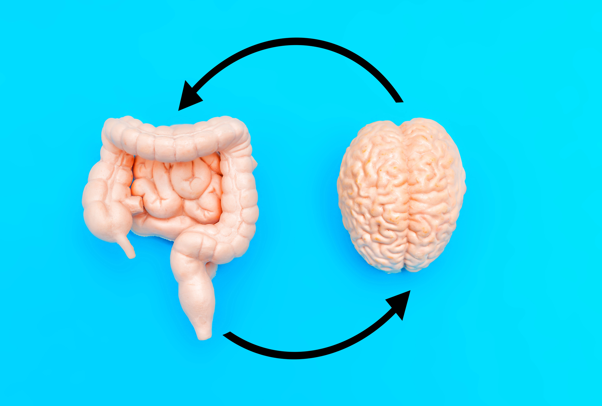 The Gut-Brain Axis